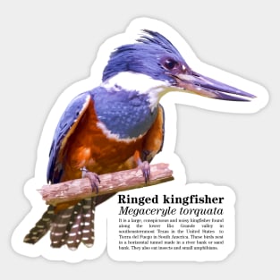 Ringed kingfisher tropical bird black text Sticker